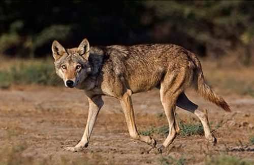 The Wolf (Canis lupus) of Mewar Region, Rajasthan