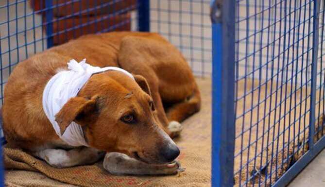 Animal Aid rescues dog embedded with Electric Wire in neck