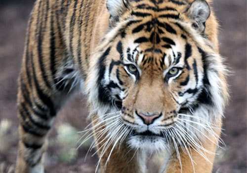4th Tiger Reserve to be made in Kumbhalgarh