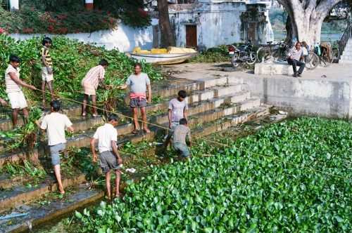 Jalkumbhi(water hyacinth) – a boon for cattle