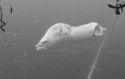 Human Leg found floating in Lake Pichola