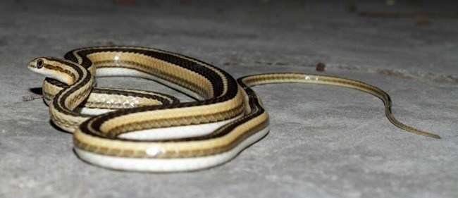 Ribbon Snake found in Udaipur