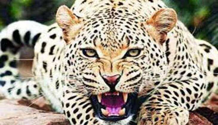 Panther creates terror at MPUT campus during daytime