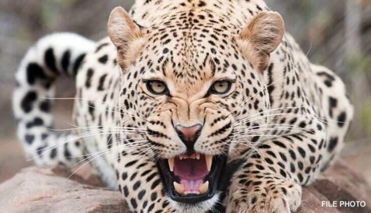 Leopard spotted at Udaipur airport