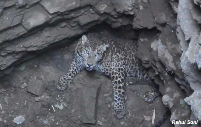 [Photos] Leopard Rescue operation Concludes at Kumbhalgarh