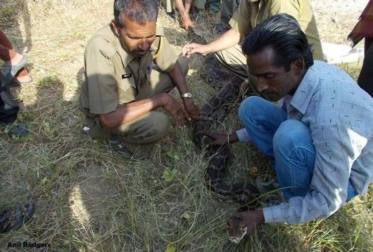 13 ft long Indian Rock Python Rescued from Kurabad