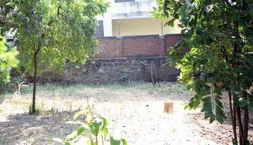 Sandalwood Trees stolen from a house at Railway Colony