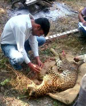 Injured leopard dies at Gulab Bagh