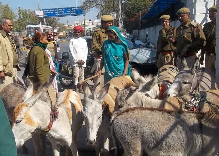 Donkey Pullers Reach Collectorate