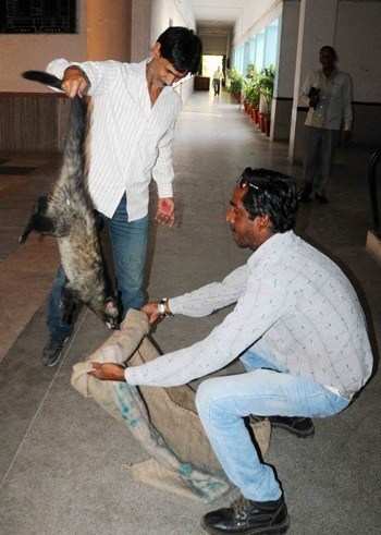 Musk Civet rescued from RNT Medical College