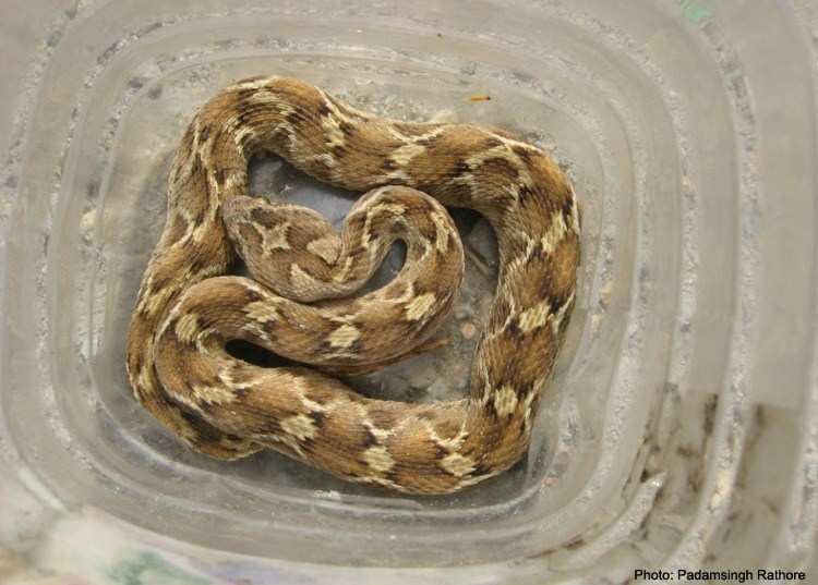 Saw Scaled Viper bites one, rescued from Devali Village