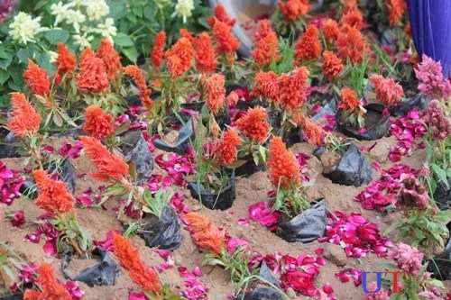 Flower Show at Fatehsagar Paal