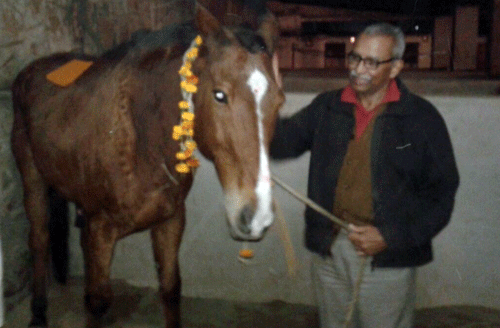 Legendary Delhi stallion Sikander mesmerize animal lovers in ‘Chetak’s homeland