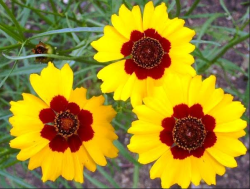 10 Summer Flowers in India