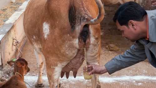 Cow Urine costlier than milk | MPUAT purchases cow urine worth Rs 15000-Rs 20000 every month