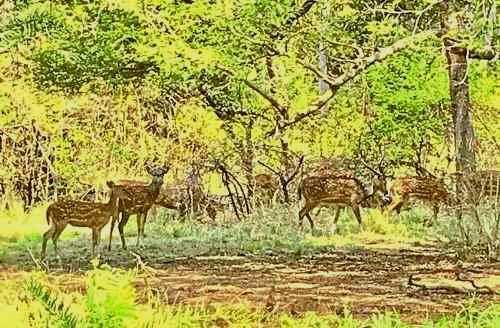 Cheetals on the rise in Jaisamand sanctuary