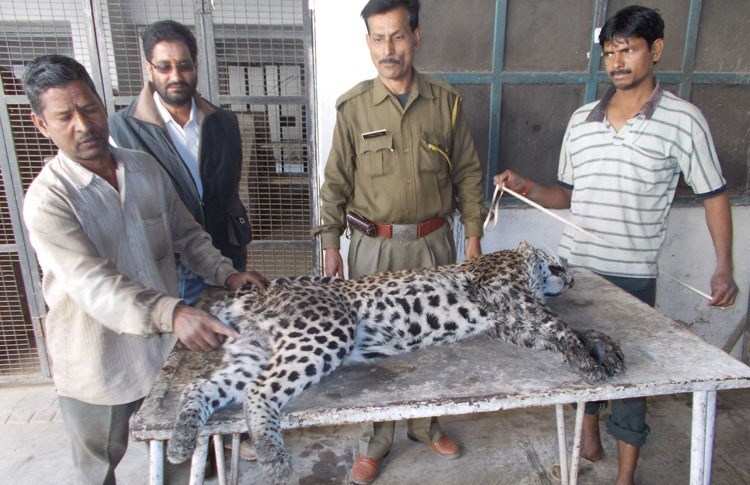 Wounded Leopard Dies in Gulab Bagh Zoo