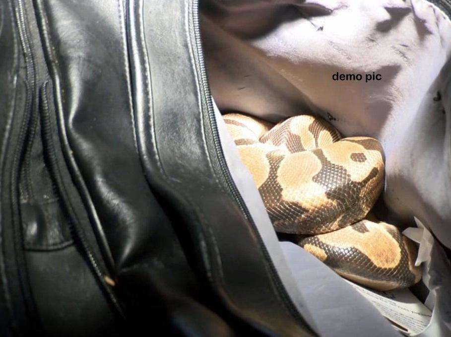 Snake finds its way into a school bag