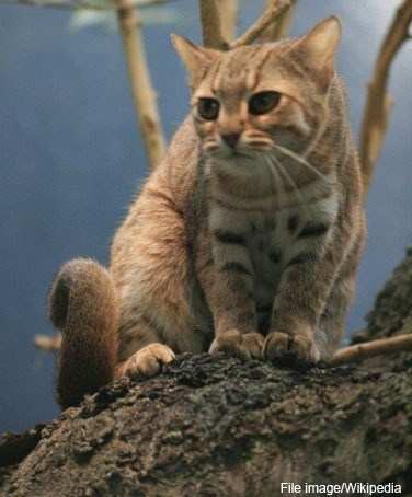 Rusty Spotted Cat Sighted Near Udaipur