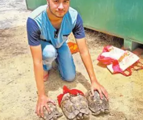 Turtles rescued near New RTO office