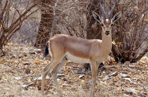 Chinkara dies in Biological Park