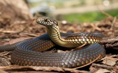 Snake bites a couple | Wife dead, Husband in hospital