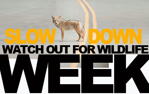 65th Wild Life Week from 1st October