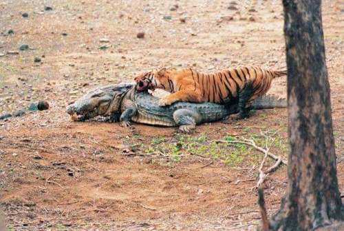 Queen Tigress of Ranthambore Succumbs to Illness