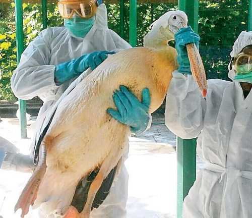 Bird Flu alert, Samples taken from Udaipur