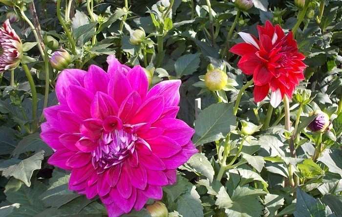 Increase the Beauty of your Garden with Winter Season Flowers
