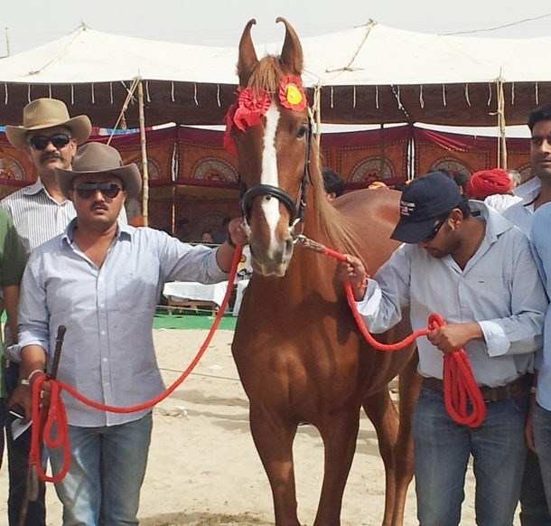 Rajsamand Horse grabs 3 gold in Barmer horse fair