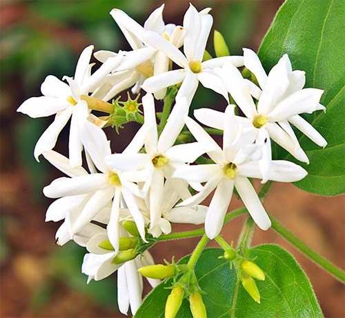 10 Monsoon Flowers in India