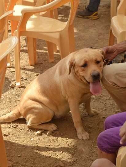 Dog Show at Pratap Country Inn