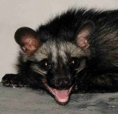 Musk Civet rescued from RNT Medical College