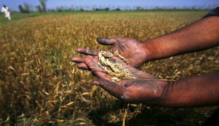 Untimely Rain results in Crop Drop