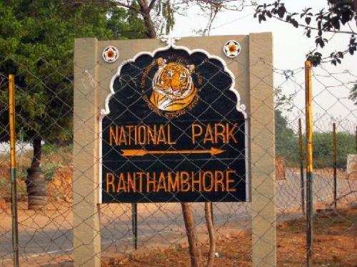 Tiger cubs missing from Ranthambhore