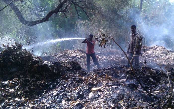 Dry Bushes catch Fire at Gulab Bagh