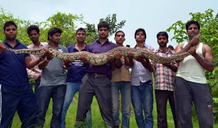 Python rescued from Iswal