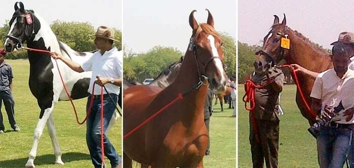 Marwari Horses from Mewar's Stud Farms steal the Show