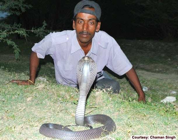 How Chaman Singh Rescued 20,000 Snakes