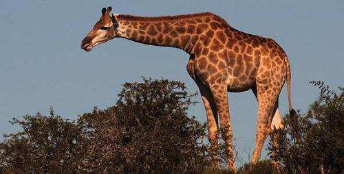 Long neck, stripes, 2 inch thick skin in Bio park soon