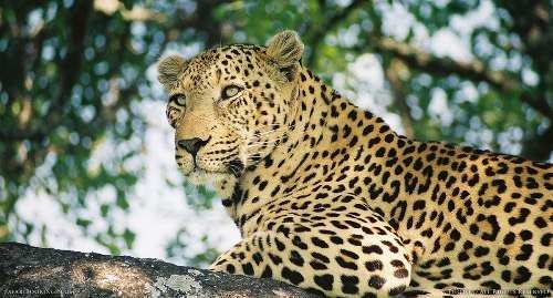 Bait to trap leopard in cage near Gogunda