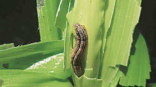 Fall armyworm destroys crops-Farmers tensed