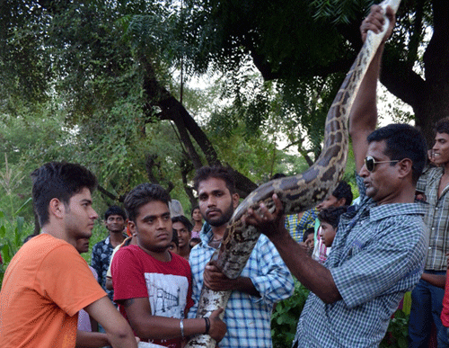 14 ft. long Python rescued from Kudiyat Village