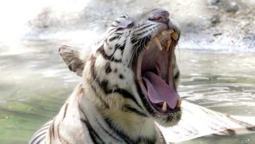 White tiger Rama to be made open for public viewing from Oct 19