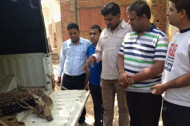 Wounded Deer dies in Gulab Bagh, BJYM allege negligence