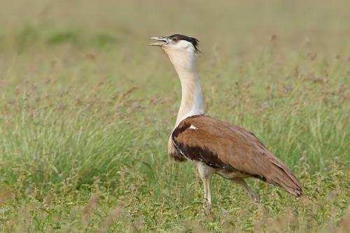 Natures Airplane – The Great Indian Bustard
