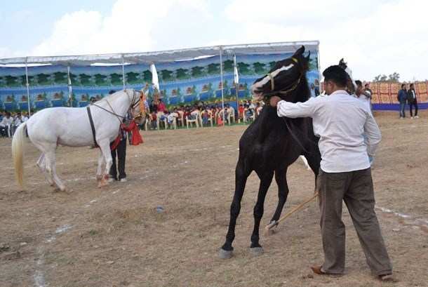 [Photos] Horses on the Ramp: Chetak Horse Fair