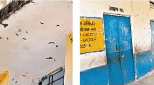 Insects create terror in a government school
