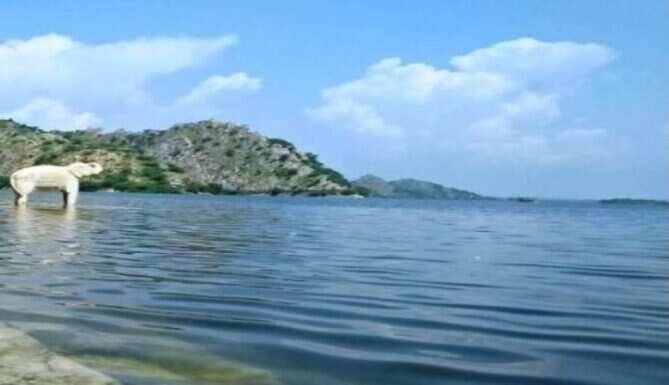 Rejoice-Jaisamand overflows after 3 years